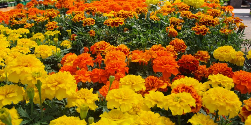 Sanders Gardening Calendar