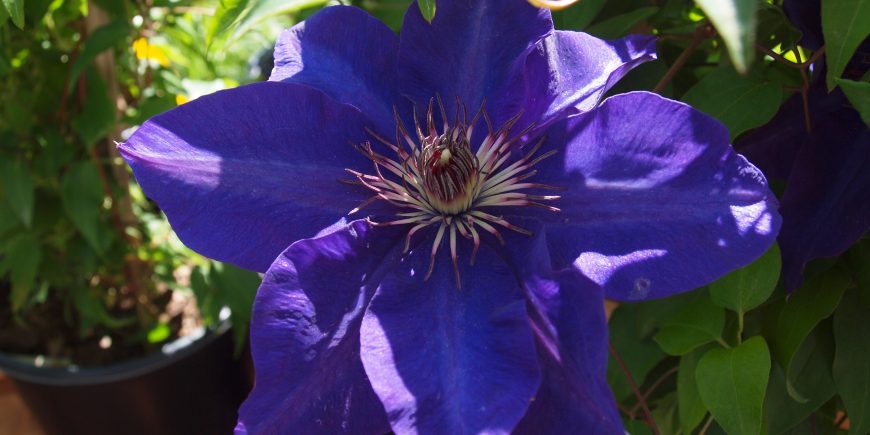 How to Buy Great Bedding Plants