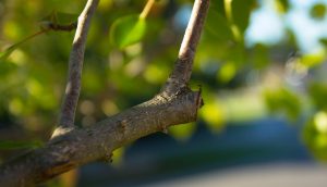 pruning-499257_960_720