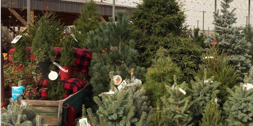 Live Christmas Trees