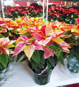 multipoinsettiaweb