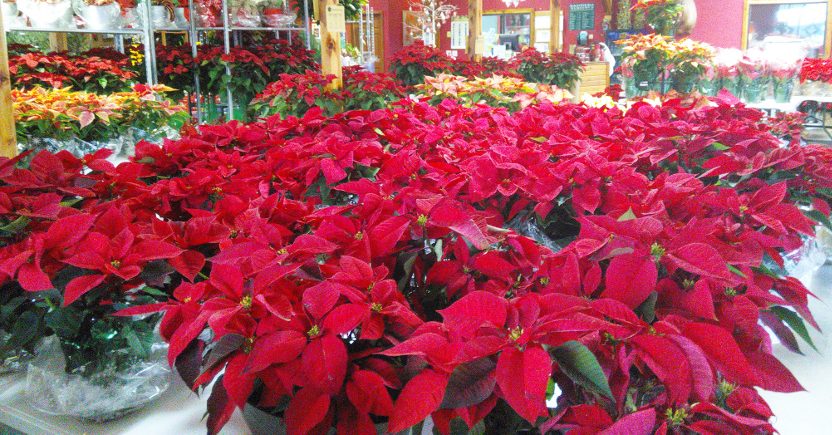 Holiday Poinsettia’s