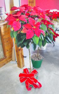 poinsettiatreeweb