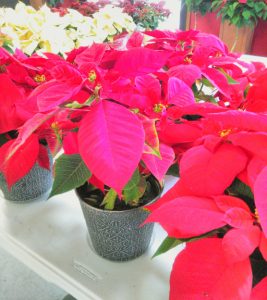 redpoinsettiaweb