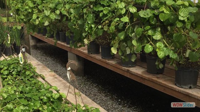 Hanging baskets