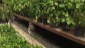 Hanging baskets